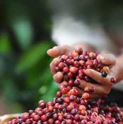 Nescafé Dolce Gusto Latte Macchiato Capsules - 90 Koffiecups 9 Nescafé Dolce Gusto Latte Macchiato Capsules - 90 Koffiecups -Drank Winkel 1190x1200