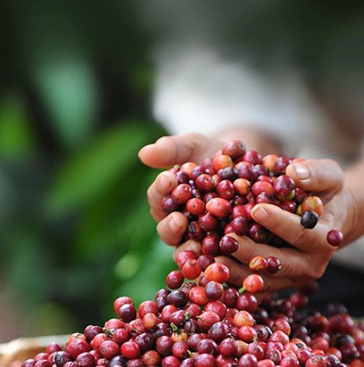 Nescafé Dolce Gusto Latte Macchiato Capsules - 90 Koffiecups 5 Nescafé Dolce Gusto Latte Macchiato Capsules - 90 Koffiecups - Afbeelding 5