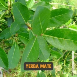 Cupplement | Thee Set 2 Delig | Yerba Mate 100 Gram & Matcha 90 Gram | Biologisch | Gratis Verzending, Opschuimer & Batterijen | Cadeau Pakket -Drank Winkel 1200x1200 304