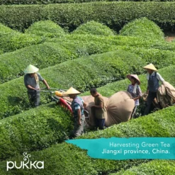 Pukka Support Kruidenthee Geschenkdoos - 5 Blends Biologische Kruidenthee, Ook Leuk Als Verjaardagscadeau - 45 Zakjes - Theedoos - GB-BIO-05 -Drank Winkel 1200x1200 333