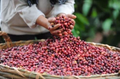 Nescafé Espresso Oploskoffie - 6 Doosjes à 25 Zakjes -Drank Winkel 1200x798