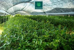 TMomentes® PREMIUM CEREMONIAL MATCHA Thee - Matcha Poeder - Ceremoniële Matcha Thee - 100% Organisch Gecertificeerd - 60 Gram - AAA+ Gradering -Drank Winkel 1200x800 19