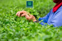 TMomentes® PREMIUM CEREMONIAL MATCHA Thee - Matcha Poeder - Ceremoniële Matcha Thee - 100% Organisch Gecertificeerd - 60 Gram - AAA+ Gradering -Drank Winkel 1200x800 20