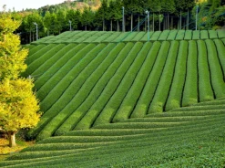 Premium Matcha Thee - 100 Gram - Biologisch Gecertificeerd - Matcha Poeder - Groene Thee - Matcha Thee - 100% Organische Thee - Japans - Matcha Latte - Gratis Verzending 10 Premium Matcha Thee - 100 Gram - Biologisch Gecertificeerd - Matcha Poeder - Groene Thee - Matcha Thee - 100% Organische Thee - Japans - Matcha Latte - Gratis Verzending -Drank Winkel 1200x894