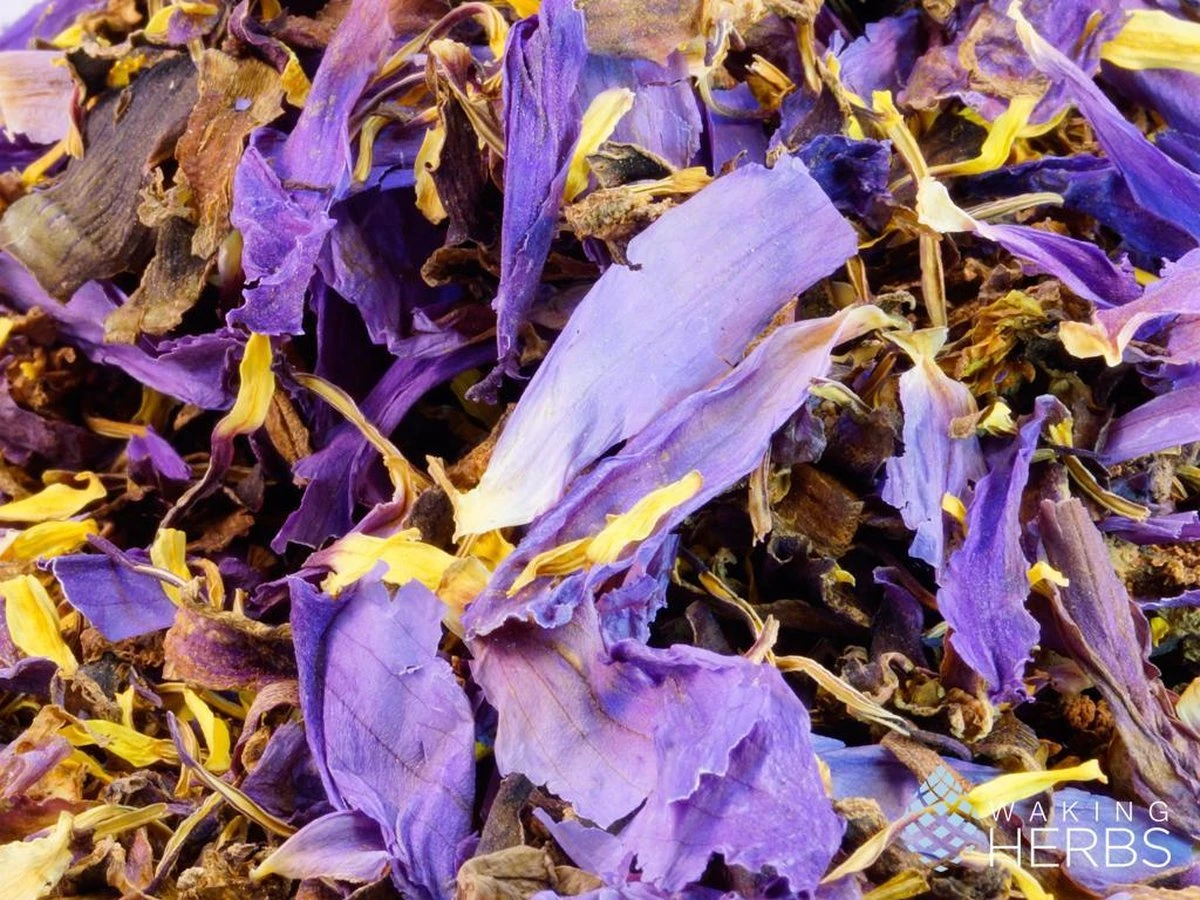 Blauwe Lotus - Nymphaea Cearulea 1 Blauwe Lotus - Nymphaea Cearulea