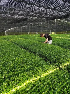 Japanse Matcha Cadeau Set - Het Perfecte Cadeau! ✔ Vandaag Besteld, Morgen In Huis ✔ Gratis Matcha Boek Bij Uw Bestelling! -Drank Winkel 899x1200 24